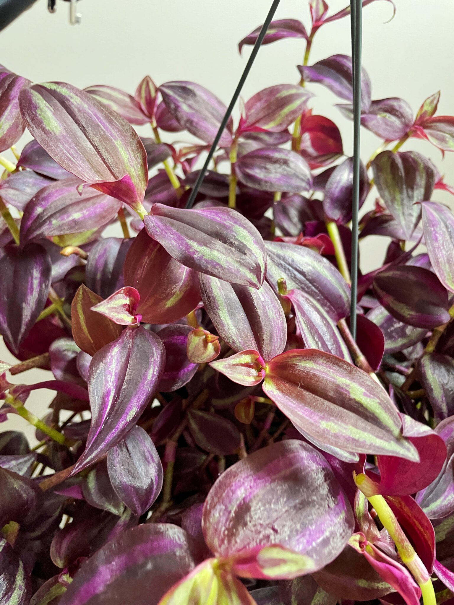 Tradescantia Zebrina Purpusii Kekke Stekkies