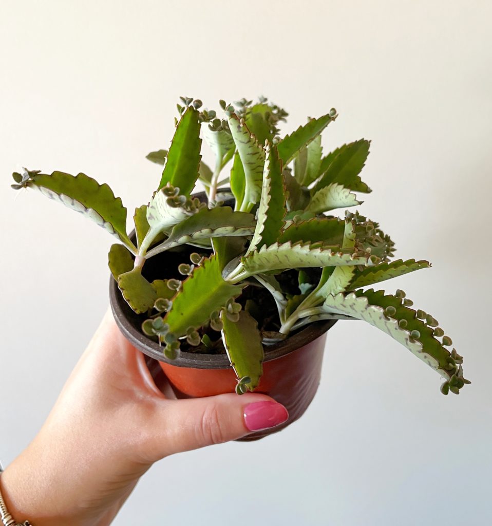 Kalanchoe Daigremontiana Mother Of Thousands Kekke Stekkies