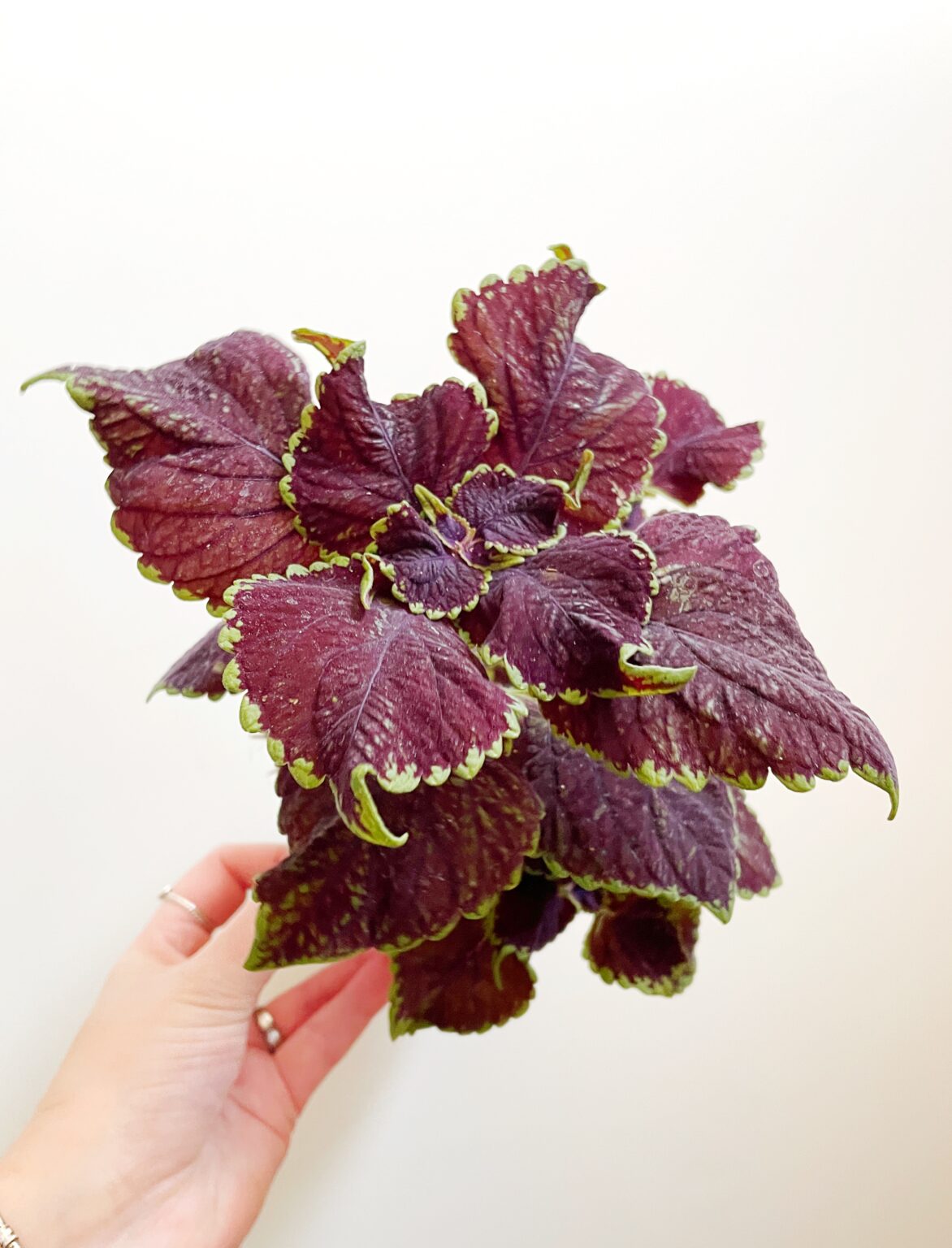 Coleus Siernetel Paars Rood Groen Kekke Stekkies